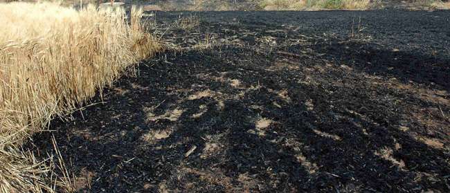 ’İmha Edelim’ Derken Tarlayı Yaktılar