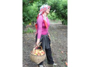 Şeftalide İlk Ürün Tat Vermedi