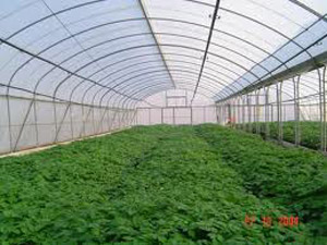 Doğan, Doğal Gübre Kullanarak Sera Oluşturdu