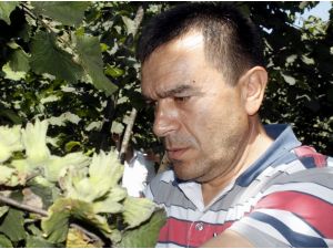 Fındık Rekolte Tahmin Çalışmaları Çift Koldan Sürüyor