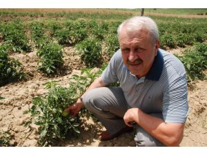 Domatesin Ateşini Tokat Düşürecek