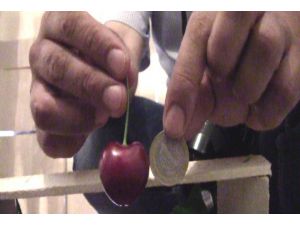 Lapseki Kirazı İhracatın Gözdesi Oldu