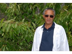 Sdü Verimi Yüksek Kiraz Çeşidi Üretti