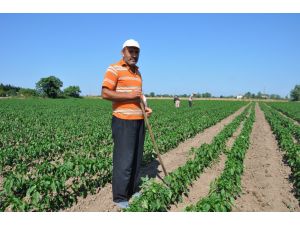 Domates Ve Biber Üreticisi Gün Sayıyor