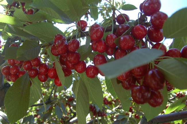 Lapseki KİRAZI İHRACATIN GÖZDESİ OLDU