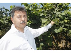 Ziraat Odası Başkanından “fındık İşçisi” Açıklaması