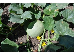 Kavun Ektiler Kabak Çıktı