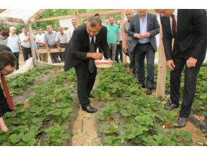 Ordu’da Çilek Yetiştiriciliği Tarla Günü