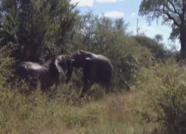 Kızgın Fil Safaricilere Saldırdı
