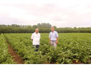 Çarşamba Ovası’nda Sebze Üreticisinin Yüzü Güldü