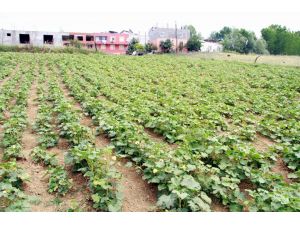 Samsun’da Bamya Hasadı