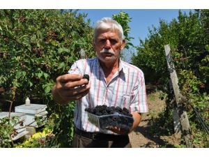 Bafrada Organik Böğürtlen Üretimi