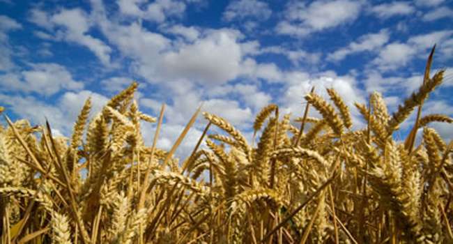 Buğday Üretiminden Sevindirici Haber