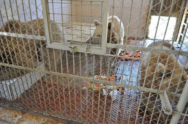 Hayvanların Buzlu Meyve Kokteyl Keyfi