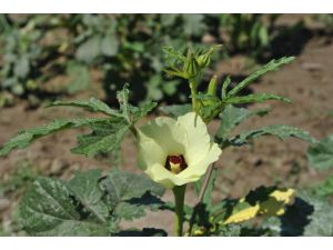 Çiçek Açtığı An Toplanan Sebze