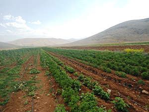 Güneş Enerjisiyle Sulama 