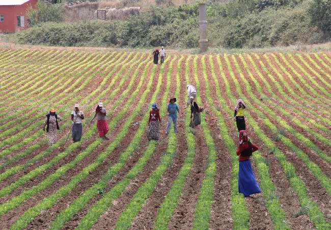 Çocukların Cehennem Sıcağında Ekmek Mücadelesi