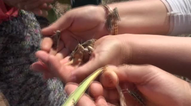 Köyü çekirgeler bastı