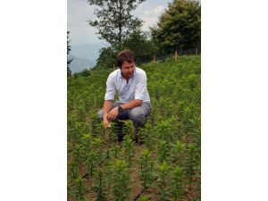 5 Bin Zambak 1 Ay Sonra Hasat Edilecek