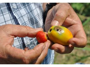 (Özel Haber) Tuta Absoluta Zararlısı, Foçalı Çiftçileri Endişelendiriyor
