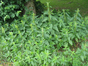 Isırgan Otundan Kumaş Üretilecek