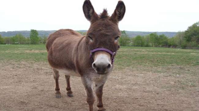 Eşekten Düşünce Hayatını Kaybetti