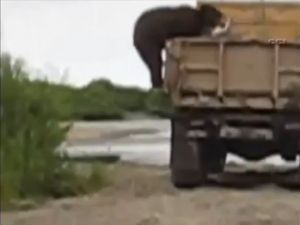 Hısız Ayı Aç Kalınca...