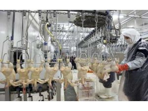 Türkiye Tavuk Üretiminde Kaçıncı Sırada?