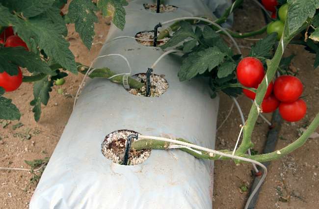 Domates Topraksız Yetişir Mi?