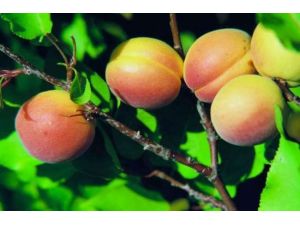 Kayısı Fiyatları Tatmin Etmedi