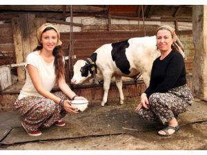 3 Bin Yıllık Zeytin Sorunu Çözüldü