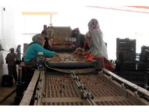 Lale Devine Lale İhracatı