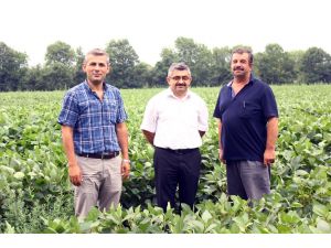 Çarşamba Ovası’nda Soya Üretimi Yüzde 50 Arttı