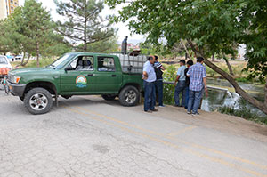 Ceyhan Nehrine 10 Bin Yavru Sazan Bırakıldı