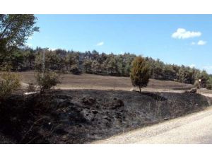 Alevler 100 Hektarlık Ormanı Kül Etti