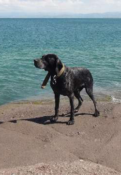 Cankurtaran Köpekler İşbaşında