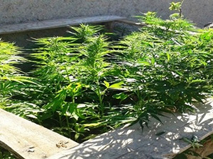 Elbistanda Uyuşturucu Operasyonu