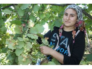 Ordu’da Fındık Hasadı Başladı