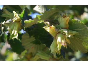 Fındık Üreticisinin Kurtuluş Reçetesi