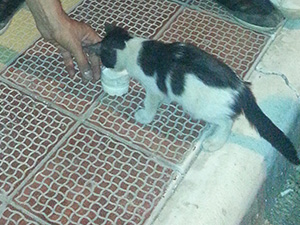 Hasta Kediye Esnaf Sahip Çıktı