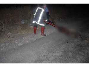 Eşek Trafik Kazasına Yol Açtı