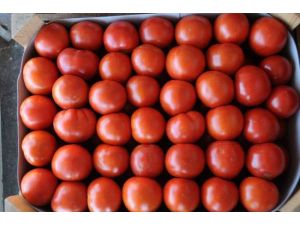 Türkiye Domates Üretiminde Kaçıncı Sırada?