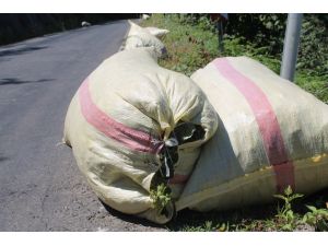 Fındık Üreticisine Aflatoksin Uyarısı