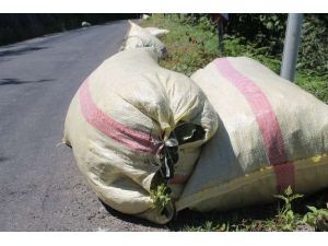 Fındık Üreticisine Aflatoksin Uyarısı