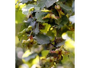 Ordu Fındığı Kurak Tehlikesi İle Karşı Karşıya