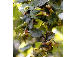 Fındıkta ’sıcak’ Alarmı