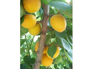 Mut’ta Bu Yıl 76 Bin Ton Kayısı Hasat Edildi, 40 Milyon Dolar Gelir Elde Edildi