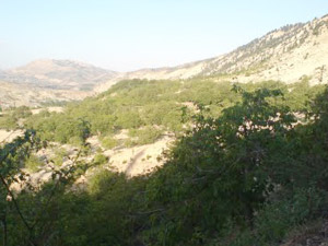 Cerit’te Ceviz Sezonu Başlıyor