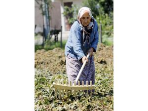 Fındık Üreticisinin Beklentisi 8 Tl