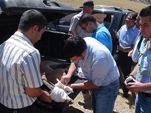 Yaban Keçisi Doğaya Bırakıldı